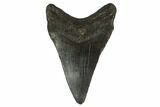 Fossil Megalodon Tooth - South Carolina #130845-2